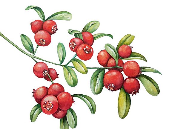 Hübner Cranberry