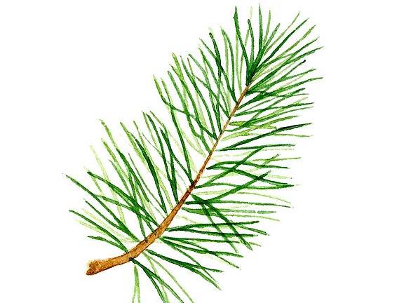 Hübner Kiefernsprosse Tannenblut