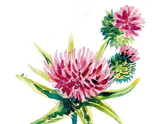 Hübner Mariendistel