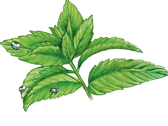 Hübner Pfefferminze