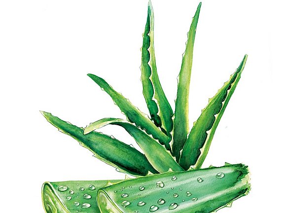 Hübner Aloe Vera
