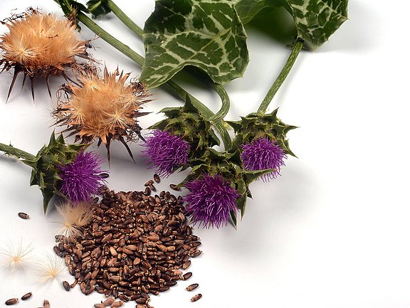 Hübner Leber und Galle