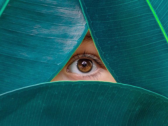 Hübner trockenes Auge Auge hinter Pflanzenblättern