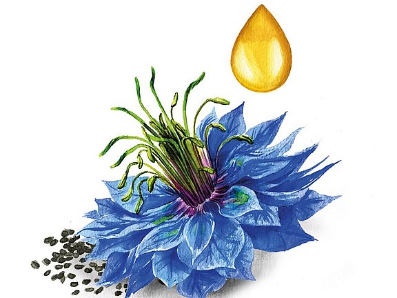 Hübner Schwarzkümmel-Öl