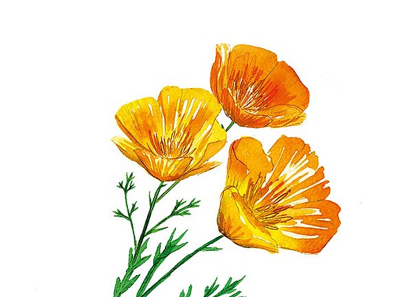 Kalffornischer Goldmohn