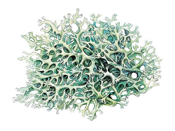 Rentierflechte hübner Ratgeber