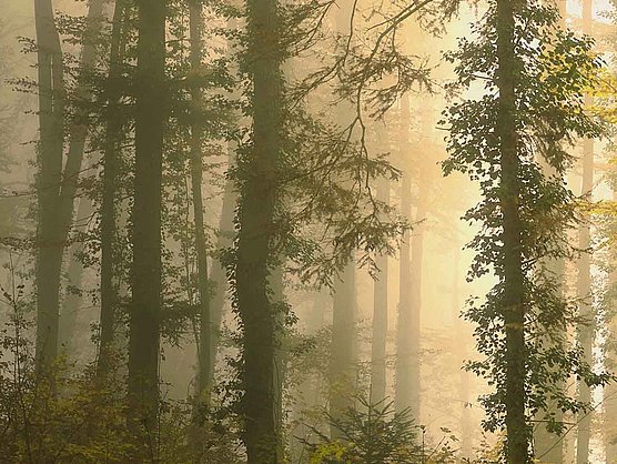 Hübner Schwarzwald Unternehmensgeschichte