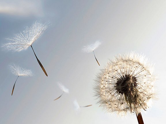 Hübner Schwarzkümmel-Öl Allergien