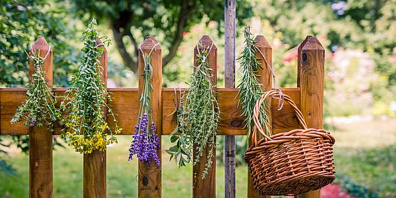 Hübner Ratgeber Heilpflanzen Hübner Ratgeber Heilpflanzen