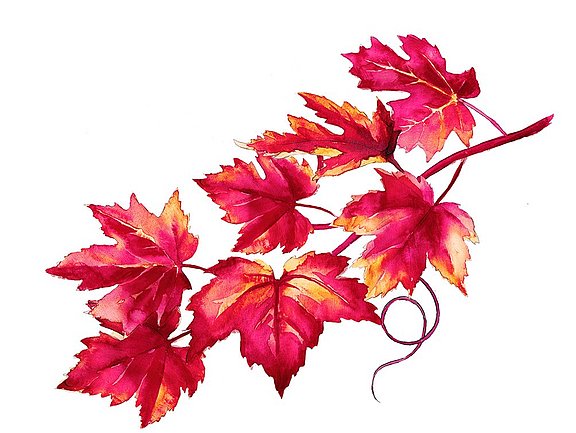 Rotes Weinlaub